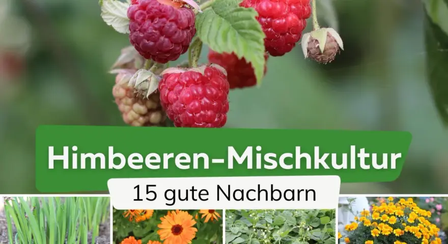 Himbeeren-Mischkultur: Was passt zu Himbeeren? Grüne Zwiebeln, Ringelblumen, Bohnen und gelbe Blumen sind gute Nachbarn.