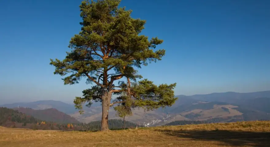 Samotna sosna na wzgórzu, z widokiem na dolinę i pasmo górskie. Takie to góry w okolicach Szczawnicy.