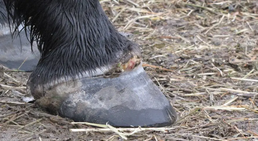 Gros plan sur le pied d'un cheval noir, montrant une blessure suintante près du sabot, suggérant un abcès au pied du cheval.