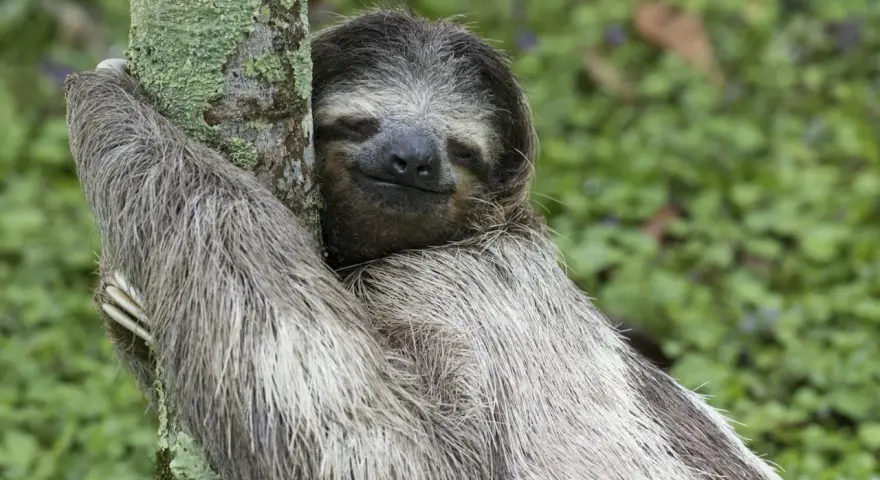 A sloth hugs a mossy tree, its eyes closed in contentment. Is being lazy a sin when it looks this peaceful?