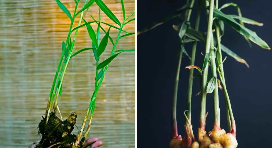 Pianta di zenzero fiore: germogli verdi e rizomi dorati, uno tenuto in mano, l'altro in un vaso scuro.