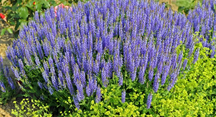 Ein üppiger **Steppen Salbei** blüht in leuchtendem Lila neben gelben Blüten.