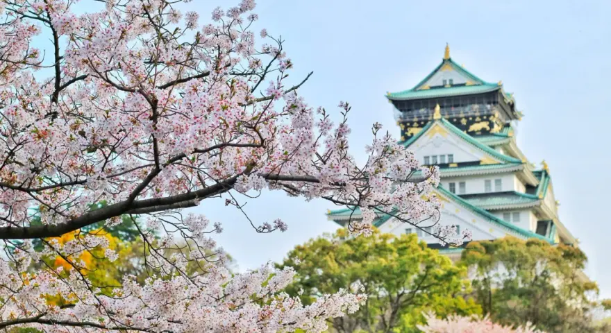 Kwiaty wiśni kwitną przed zamkiem Osaka. Idealny widok, kiedy do Japonii na wiosnę.