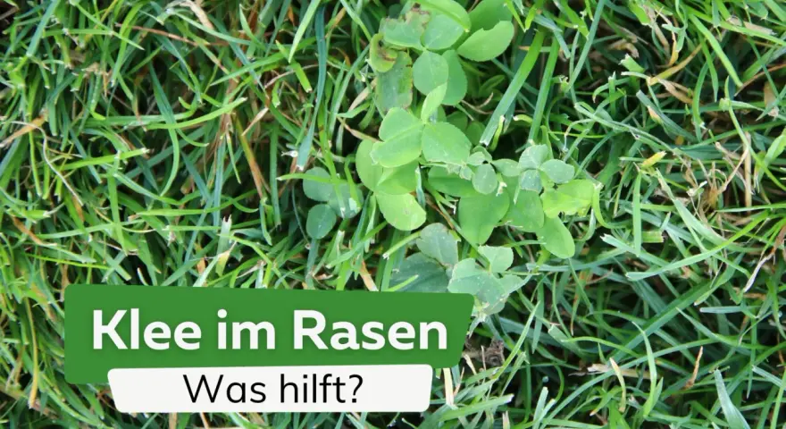 Grüner Klee wächst im Rasen. Ein Schild fragt: "Klee im Rasen - Was hilft?".