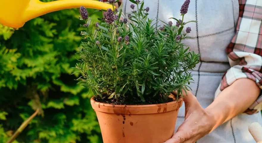 En person vattnar en frodig lavendel i kruka utomhus. Doften av lavendel sprider sig i trädgården.