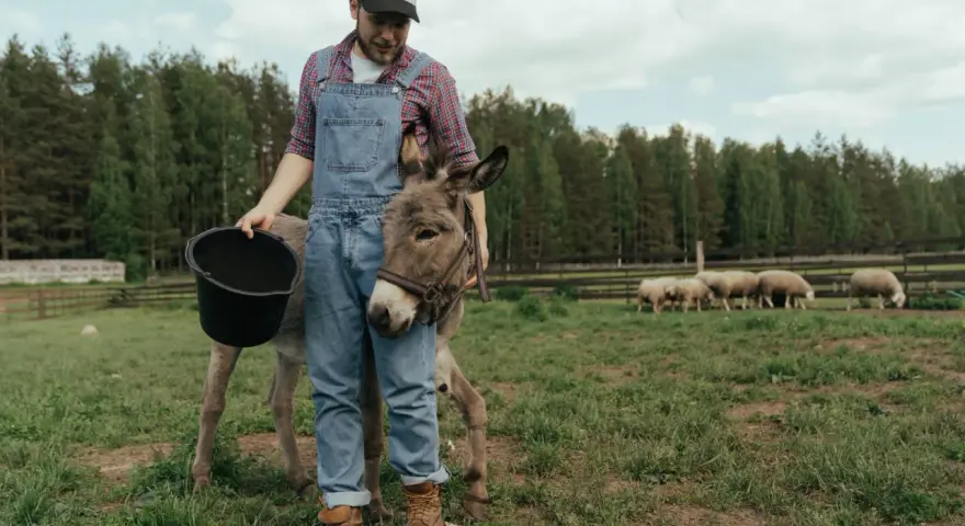 Zootechnik w ogrodniczkach karmi osiołka z wiadra. W tle pasą się owce.