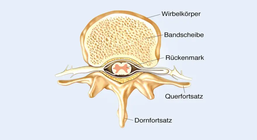 Querschnitt eines Wirbels mit Bandscheibe und dem zentralen Rückenmark.