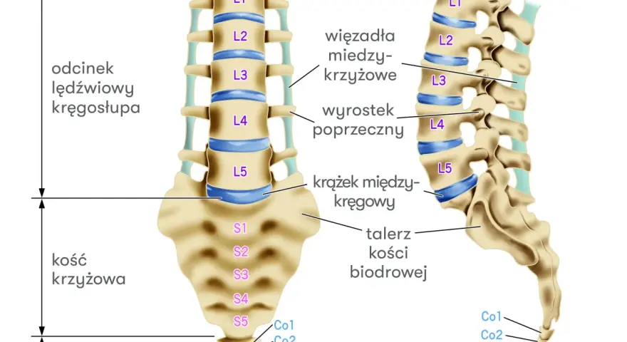 Anatomia kręgosłupa: odcinek lędźwiowy (L1-L5), kość krzyżowa (S1-S5) i ogonowa (Co1-Co4). Widoczne krążki międzykręgowe.