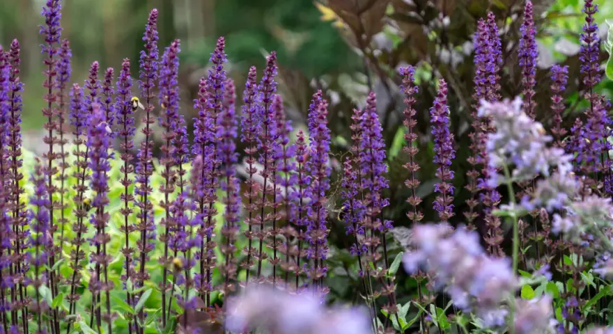 En humla besöker en vacker salvia blomma i en lummig trädgård.