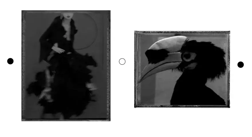 Dwie czarno-białe fotografie w stylu Sarah Moon: kobieta w czarnej sukni i ptak z wielkim dziobem.