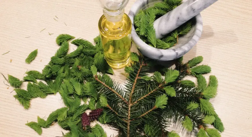 Frische Maiwipferl liegen neben einem Mörser mit Nadeln und einer Flasche Öl. Perfekt für Maiwipferl Rezepte.