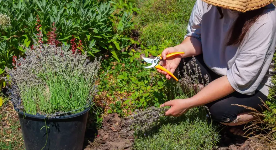 Frau mit Strohhut erntet Lavendel mit einer Gartenschere. Ein Eimer voller Lavendel steht daneben.