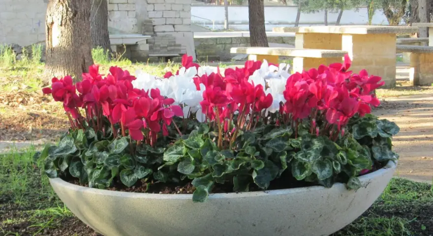 Grandi vasi in cemento fai da te con ciclamini rosa e bianchi, un tocco di colore in un'area picnic.