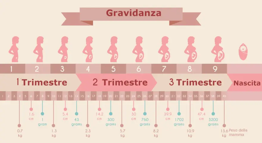 Illustrazione della gravidanza, con silhouette di donne incinte e indicazioni di settimane e mesi. 13 settimane quanti mesi sono? Circa 3 mesi.