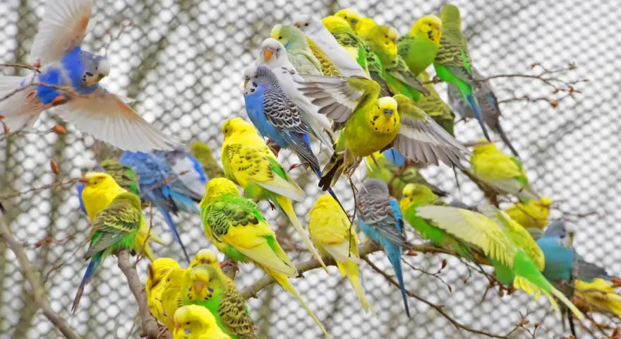 Ein Schwarm bunter Wellensittiche im Vogelpark Marlow, gelb, grün und blau, sitzt auf Ästen.