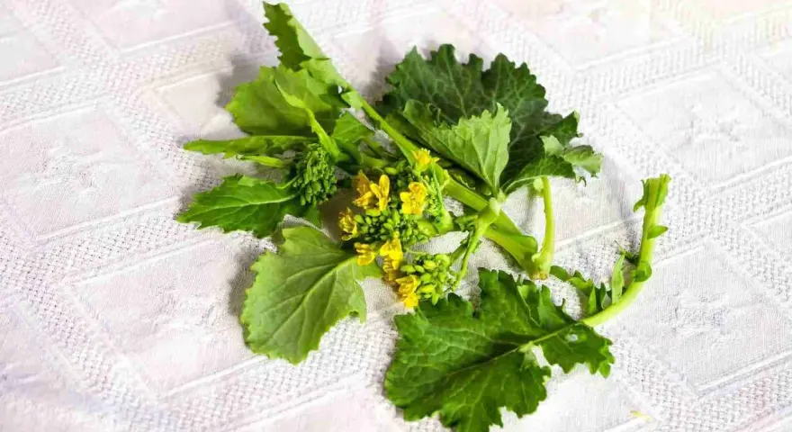Un mazzo di friarielli freschi, con foglie verdi e piccoli fiori gialli, pronto per essere cucinato. Il periodo friarielli è un momento di gusto.