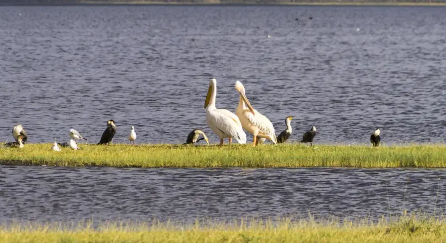 Pelícanos y otras aves en una isla de hierba, un ejemplo de que son los humedales, ecosistemas vitales para la vida silvestre.