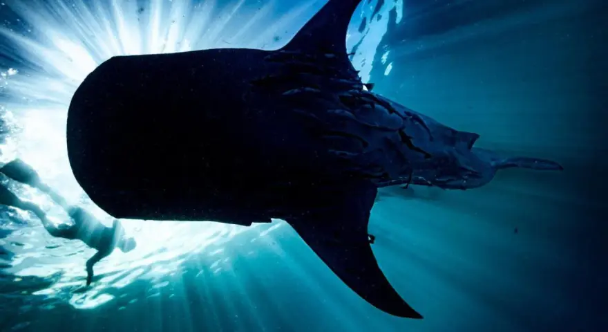 Un buceador nada junto a un majestuoso tiburón ballena, iluminado por los rayos del sol que penetran el océano.