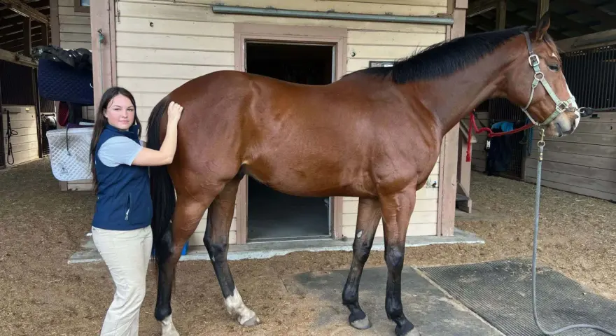 Une jeune femme caresse le dos creux d'un cheval brun dans une écurie.
