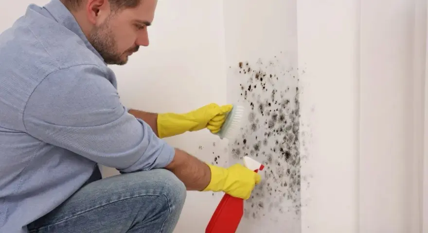 Un homme en gants jaunes utilise un spray et une brosse pour nettoyer la moisissure sur un mur. Il utilise du bicarbonate pour nettoyer le mur.