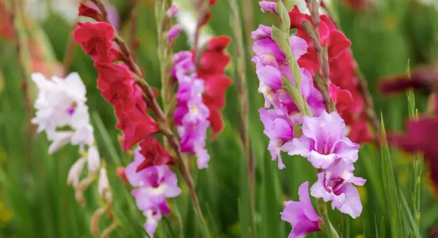 Färgglada gladiolus i kruka, med blommor i rosa, lila och rött mot en grön bakgrund.