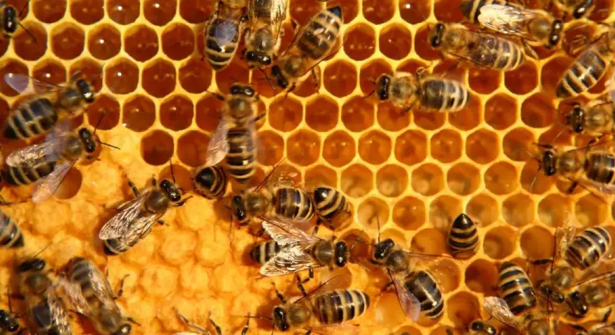 Abejas trabajando en panal, un recordatorio del día mundial abejas.