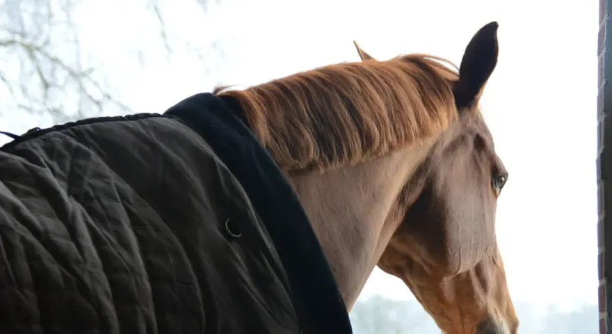 Cheval brun à la crinière rousse, portant une couverture, regardant dehors. Une pension de chevaux à éviter, le regard mélancolique.