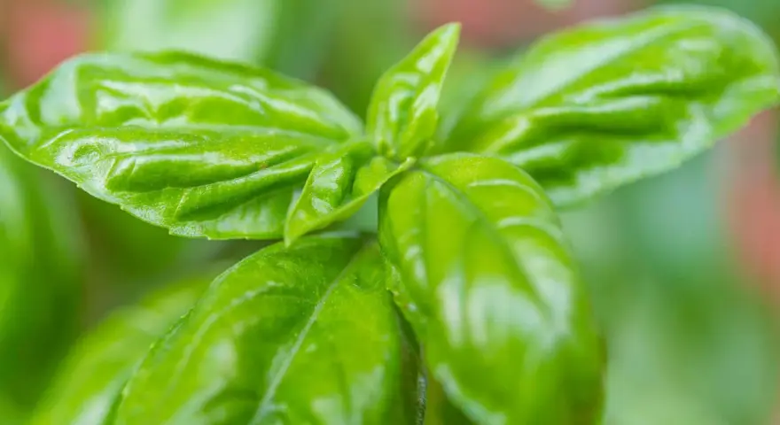 Frischgrüne Basilikumblätter, bereit zum Basilikum ernten für ein duftendes Pesto.