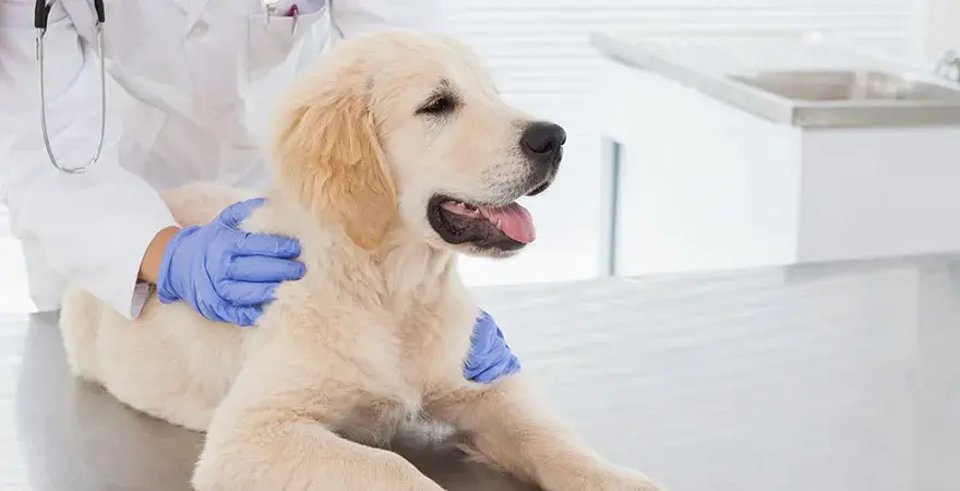 Giardia beim Hund: Symptome erkennen und rechtzeitig handeln