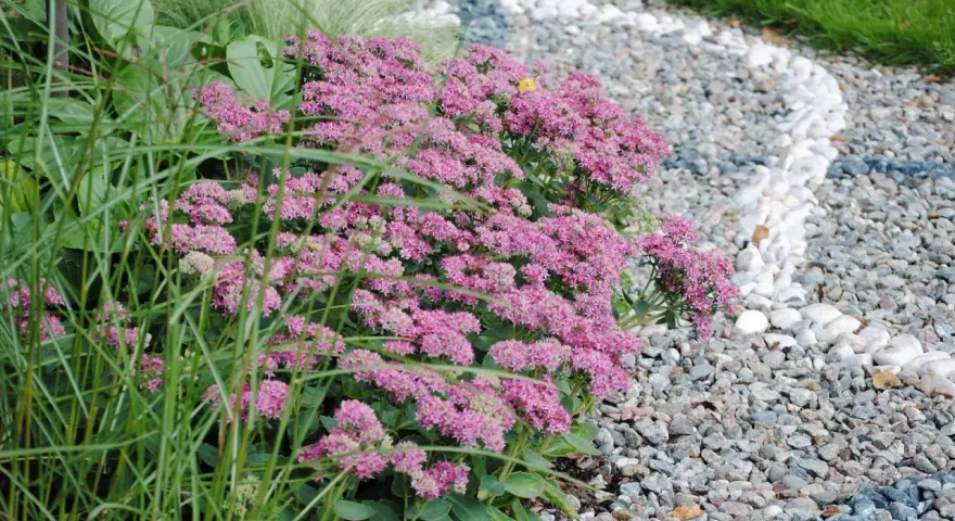 Ett kärleksträd av rosa blommor blommar vid en grusgång med vita stenar.