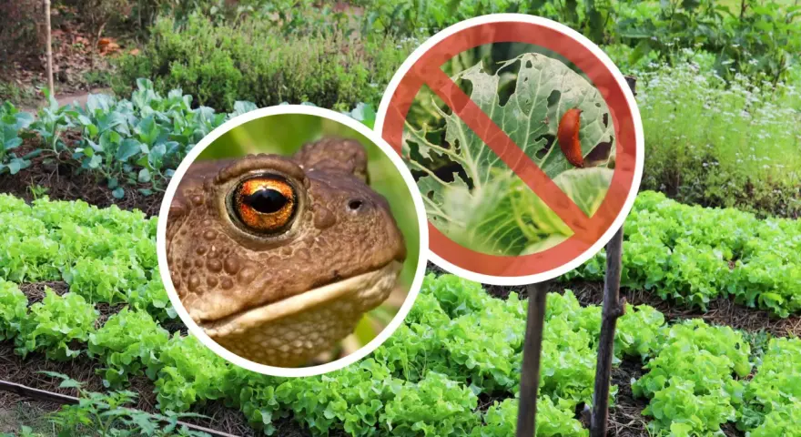 Żaba czuwa nad ogrodem, chroniąc sałatę przed ślimakami. Pamiętajmy o ogrodach i ich naturalnych obrońcach!