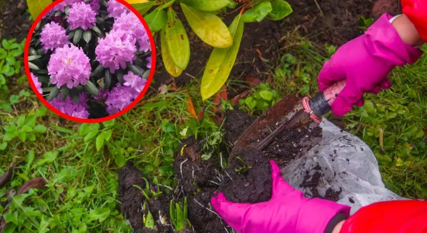 Różowe kwiaty rododendronów zachęcają do sadzenia. Rękawiczki i łopatka pomogą Ci w tym zadaniu.