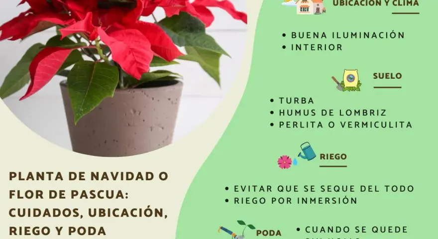Planta de Navidad o flor de pascua en maceta, con consejos de cuidados: ubicación, riego y poda. El significado de la flor de pascua se asocia a la Navidad.