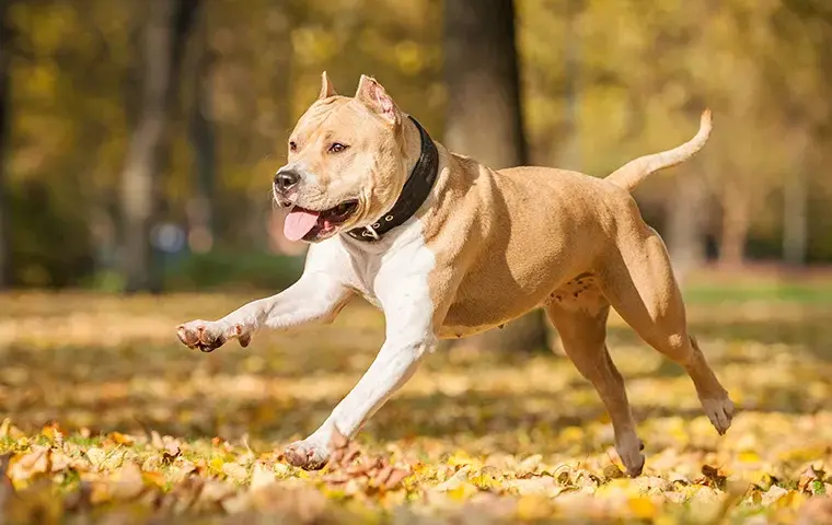 Amstaff ma sierść czy włosy? Poznaj tajemnice ich pielęgnacji