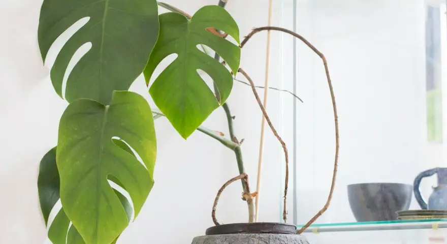 Monstera mit langen, braunen Luftwurzeln, die sich um den Topf schlängeln. Grüne Blätter mit charakteristischen Schlitzen.