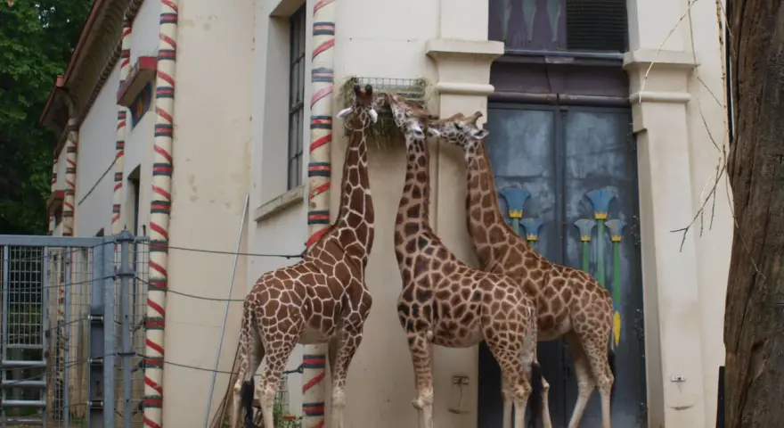 Trzy żyrafy jedzą siano przy budynku w kształcie egipskim. To może być największe zoo w Europie.