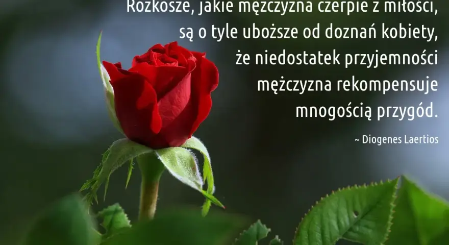 Czerwona róża i cytat o tym, jak mysla mezczyzni, że rekompensują sobie brak głębszych doznań miłosnych licznymi przygodami.