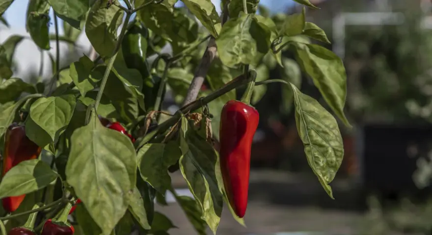 Röda och gröna chilis, Capsicum annuum, hänger mogna på en gren i solljus.