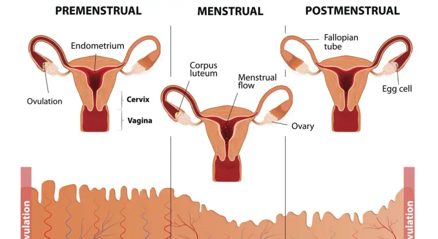 Cykl menstruacyjny: faza lutealna objawy. Pokazuje macicę, jajniki i zmiany w endometrium, związane z hormonami.