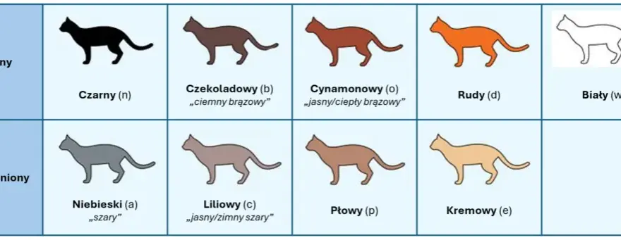Umaszczenie Devon Rex: Odkryj niezwykłe kolory i wzory tej rasy