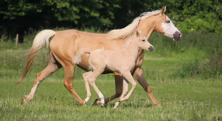 Une jument et son poulain, tous deux d'un magnifique pelage doré, galopent dans un pré verdoyant. Le poulain, un vrai demi-sang arabe, suit sa mère avec agilité.