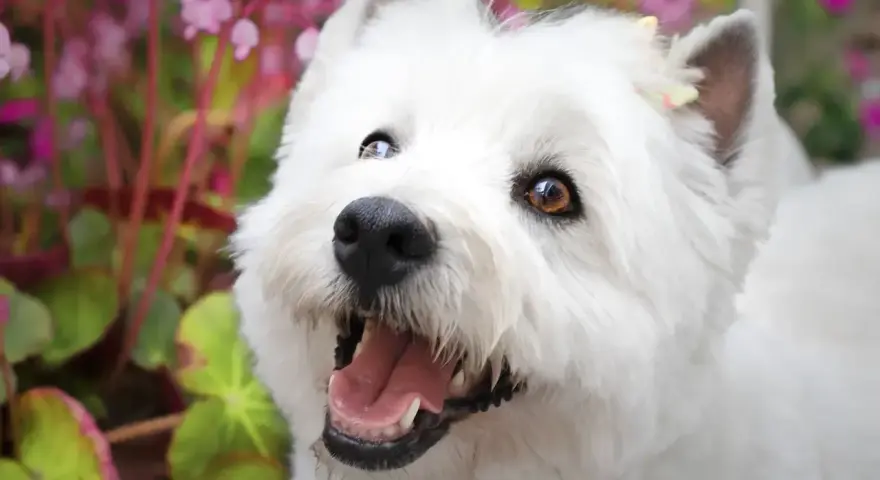 Czy west highland white terrier gubi sierść? Oto prawda o pielęgnacji