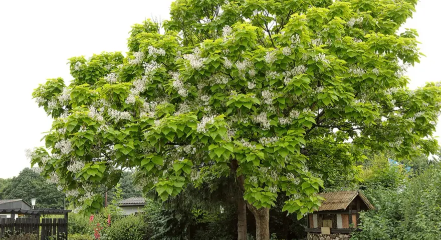 Ein blühender Baum, der wie ein frisch gepflanztes Wunder aussieht, mit weißen Blüten und grünen Blättern.