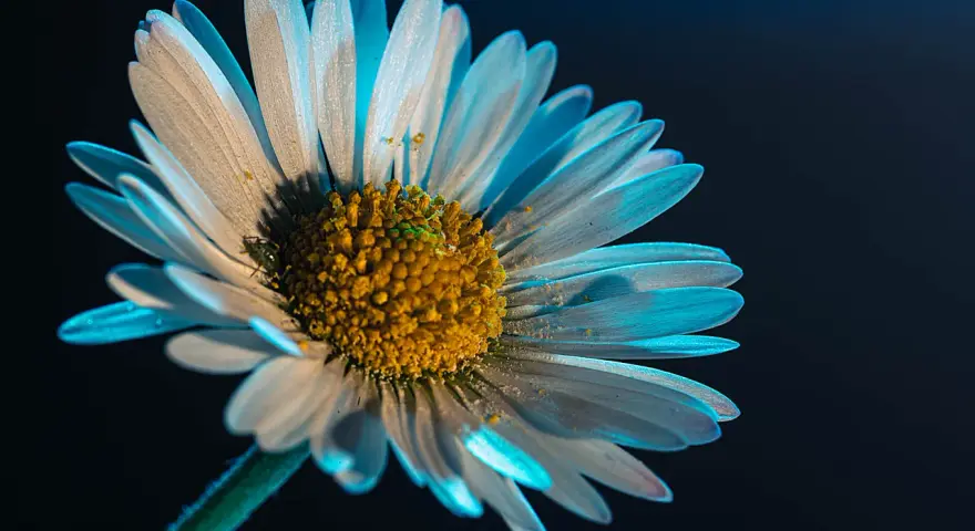 Pétales de marguerite baignés de lumière bleue, une idée photo créative pour capturer la beauté éphémère.