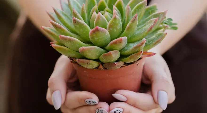 Manos sostienen una maceta con una hermosa planta crasa verde y rosada.