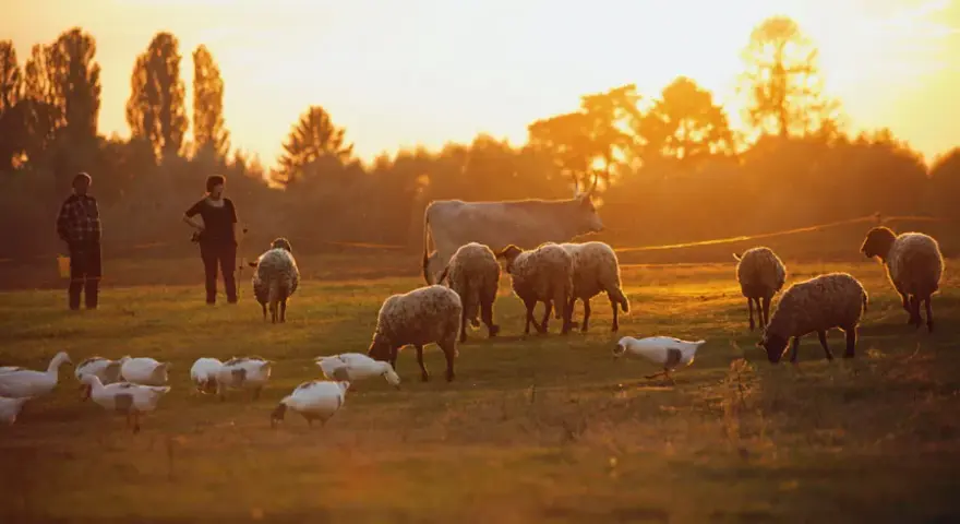 Vergleich konventionelle und ökologische Landwirtschaft im Unterricht: Unterschiede verstehen und diskutieren