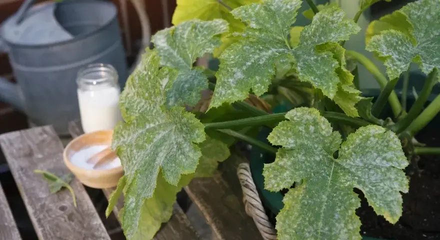 Zucchini-Blätter mit Mehltaubefall. Eine Gießkanne und eine Schale mit weißem Pulver deuten auf eine Behandlung mit Essig gegen Mehltau hin.