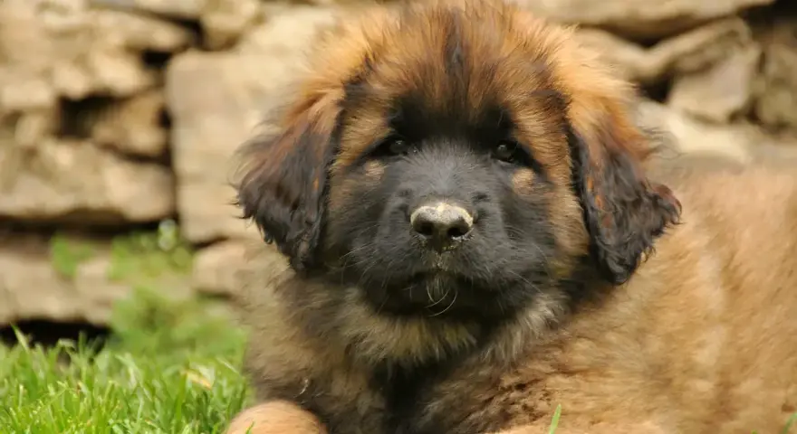 Uroczy szczeniak leonberger leży na trawie. Zastanawiasz się nad jego ceną?