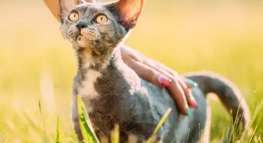 Czarny Devon Rex – niezwykły kot o wyjątkowym charakterze i pielęgnacji