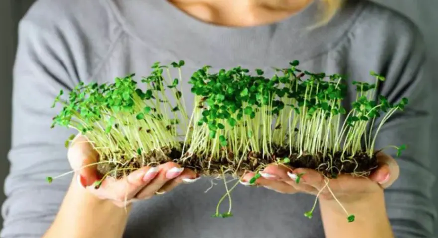 Manos sostienen brotes verdes recién germinados. Un ejemplo perfecto de como germinar semillas para tener alimentos frescos.